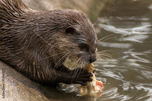 Seeotter / Fischotter