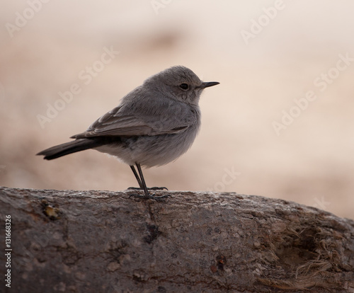 Mały ptaszek w Szkocji. © Agnieszka Rodowicz
