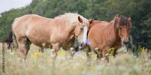 Konie na łące na Pojezierzu Drawskim photo