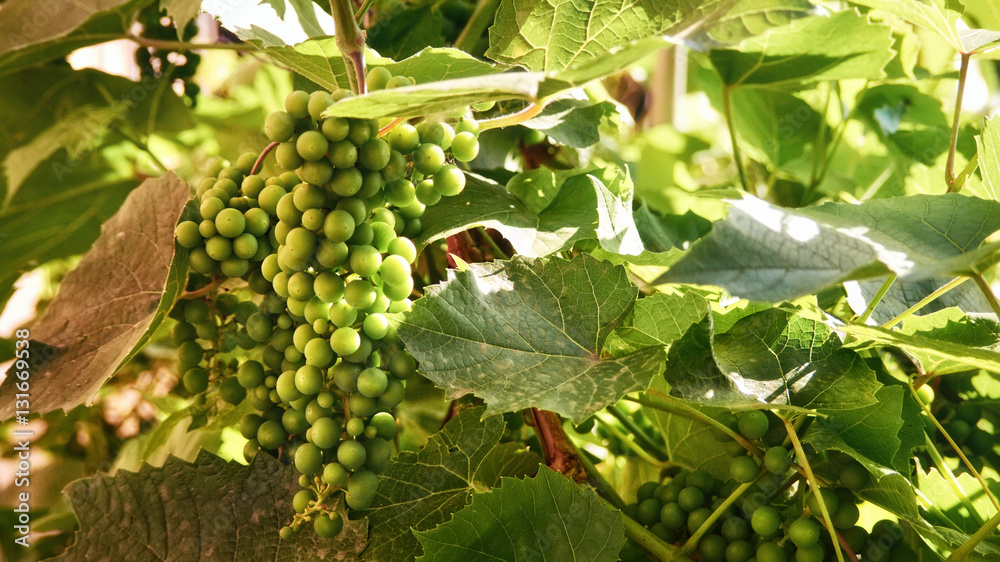 Green berries of grapes