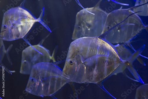 School of Lookdown Fish photo