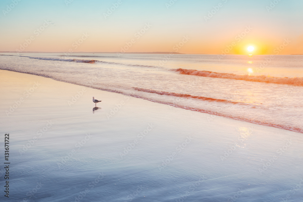 Obraz premium Gull standing on wet sand at sunrise on Maine beach