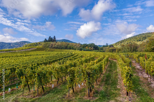 Vineyard in Alsace, France