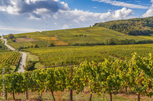 Vineyard in Alsace, France