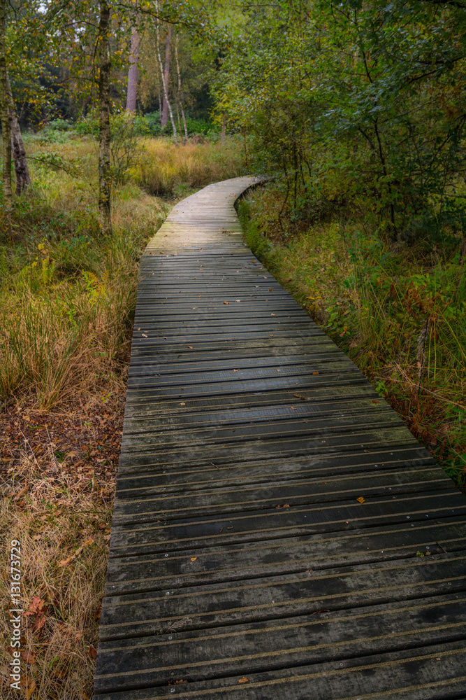 Wandersteg im Nationalpark De Hoge Veluwe