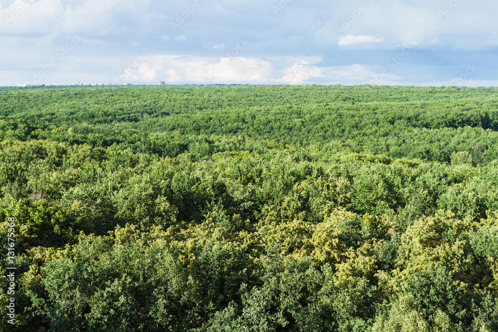Forest to the horizon, a top view.
