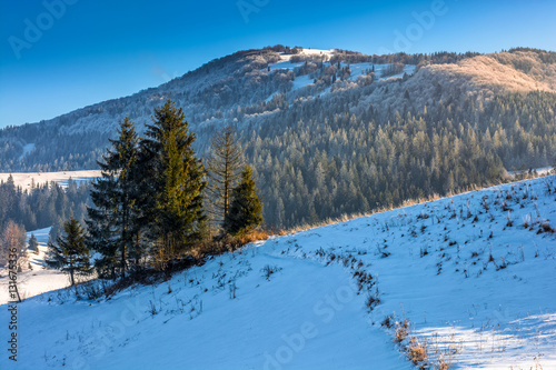 spruce forest on snowy meadow in high mountains