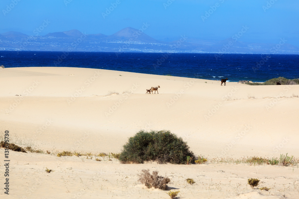 Ziegen in der Wüste
