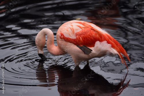 Pink flamingo 2