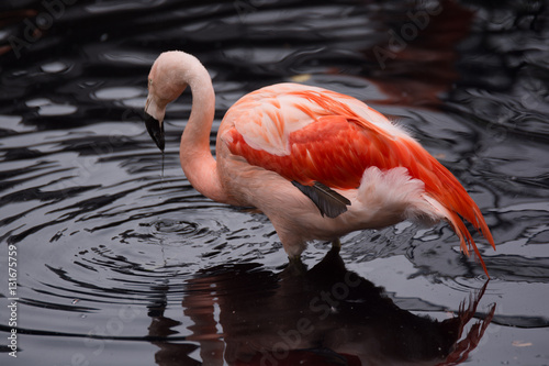 Pink flamingo 1