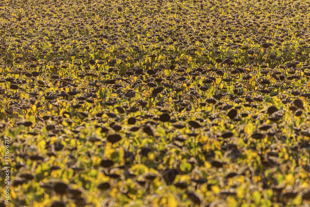 Sunflower field in Lausanne area Sunflower field in Lausanne area