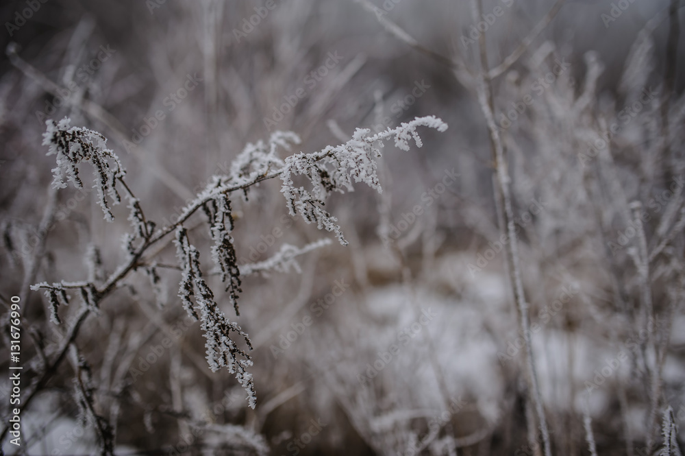 frozen forest frozen forest