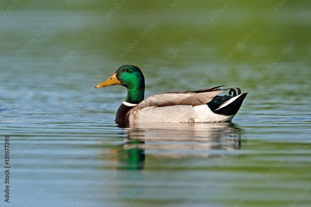 wild duck, anas platyrhynchos, mallard, Czech republic wild duck, anas platyrhynchos, mallard, Czech republic