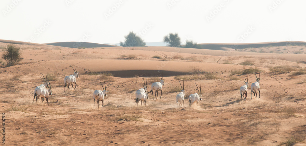 Arabian oryx (Oryx leucoryx) in the desert after sunrise. Dubai, United Arab Emirates.