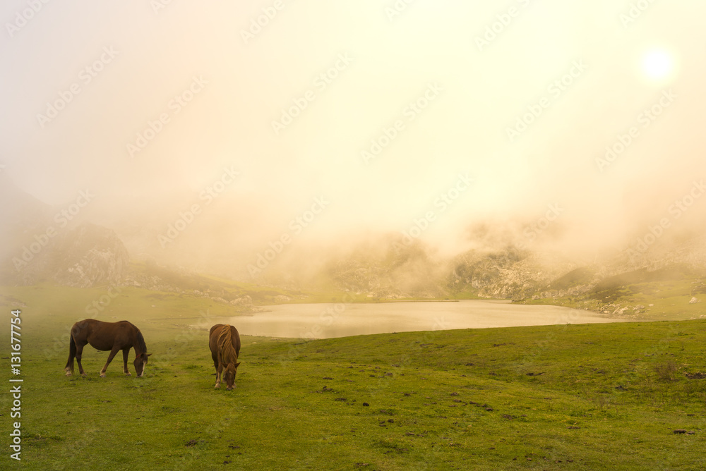 Wild horses in Lakes of Covadonga (Asturias, Spain). Wild horses in Lakes of Covadonga (Asturias, Spain).