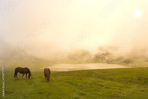 Wild horses in Lakes of Covadonga (Asturias, Spain).