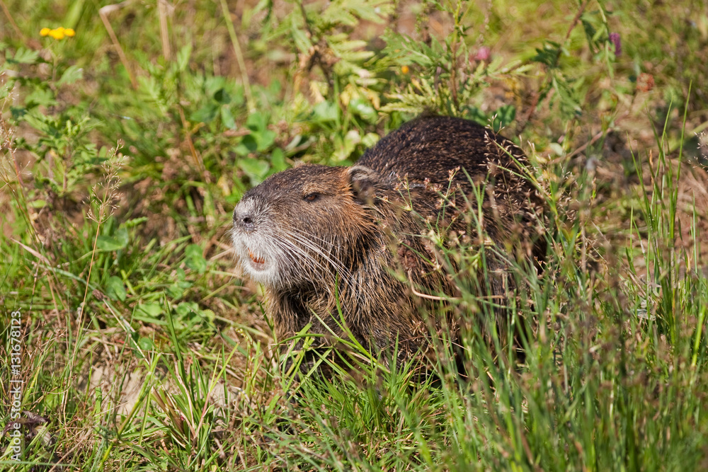 coypu, myocastor coypus, Czech republic coypu, myocastor coypus, Czech republic