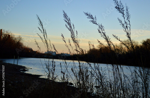 Plant silhouette with river at sunset