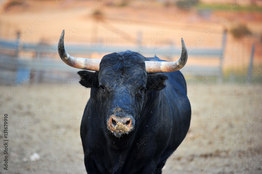toro toro