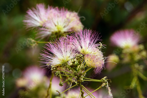 Calliandra eriophylla photo