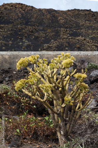 Euphorbia plant volcano landscape La Palma 