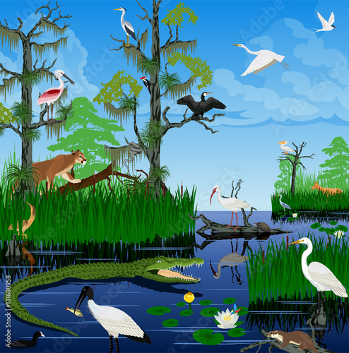 vector wetland Pantanal Florida Everglades landscape with animals © Save Jungle