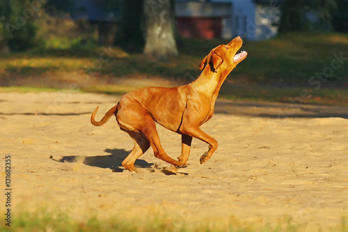 Active Hungarian Vizsla dog running outdoors on a sand