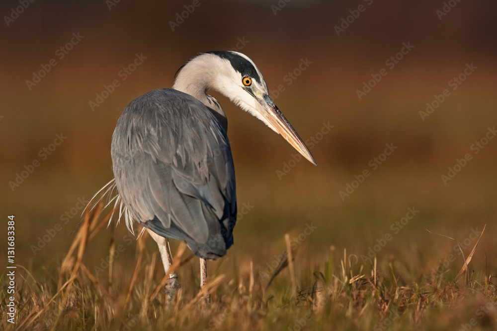 grey heron, ardea cinerea, Czech republic grey heron, ardea cinerea, Czech republic