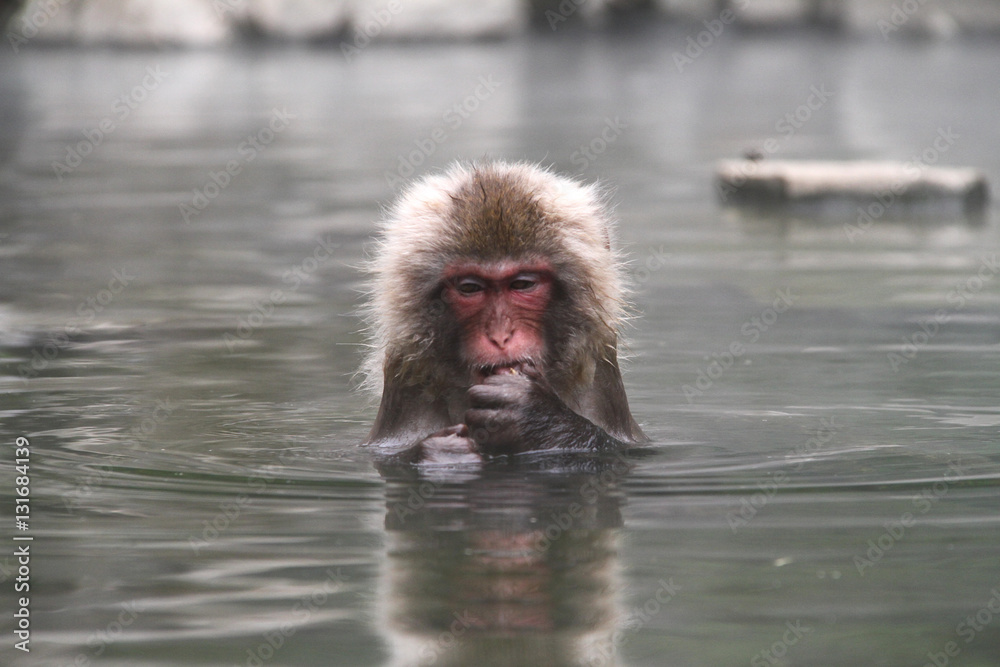 Naklejka premium 日本猿