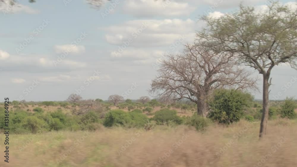 CLOSE UP: Picturesque African landscape overgrown with dry grass and green trees CLOSE UP: Picturesque African landscape overgrown with dry grass and green trees