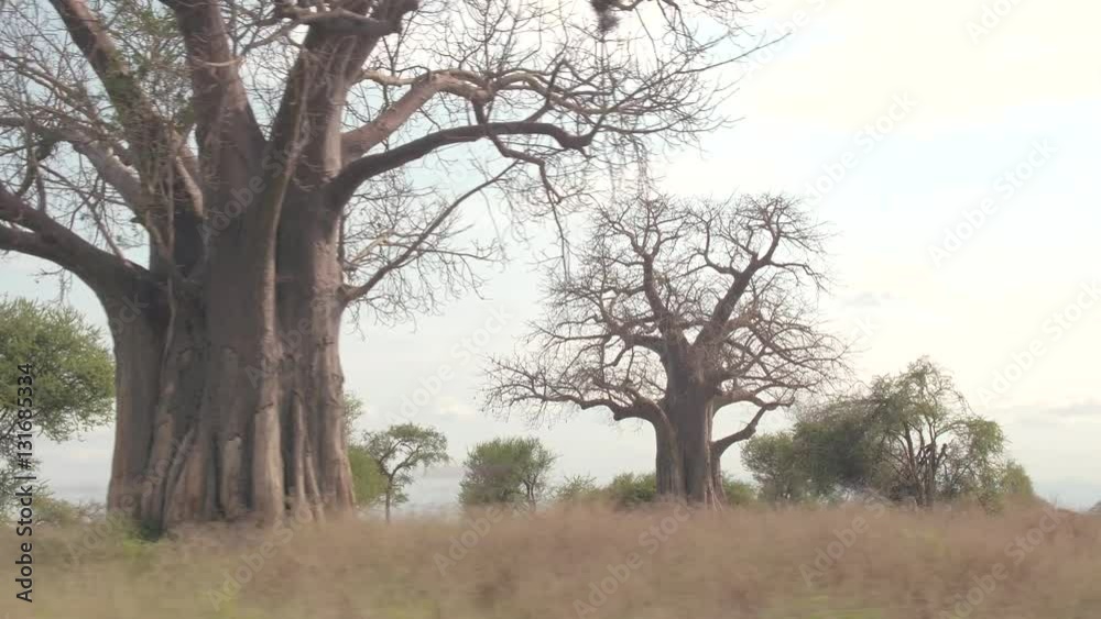CLOSE UP: Lush African tropical savanna vegetation, baobab trees, green acacia CLOSE UP: Lush African tropical savanna vegetation, baobab trees, green acacia