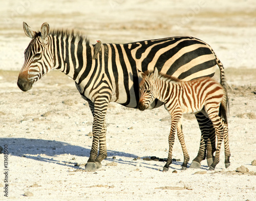 Zebra Mom & Baby