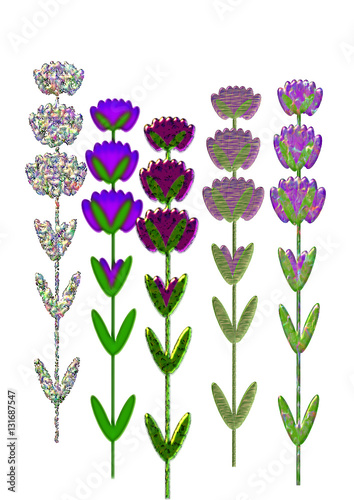 Lavender