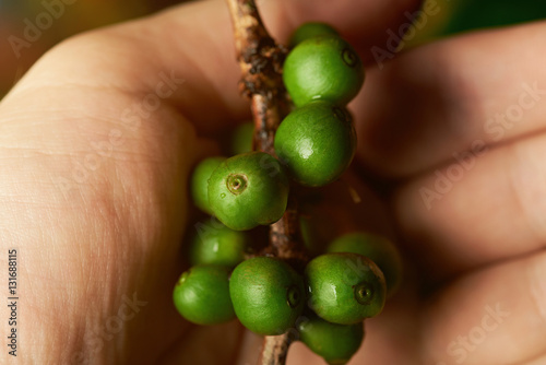 Raw green coffee branch