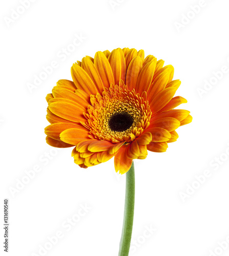 Gerber Daisy