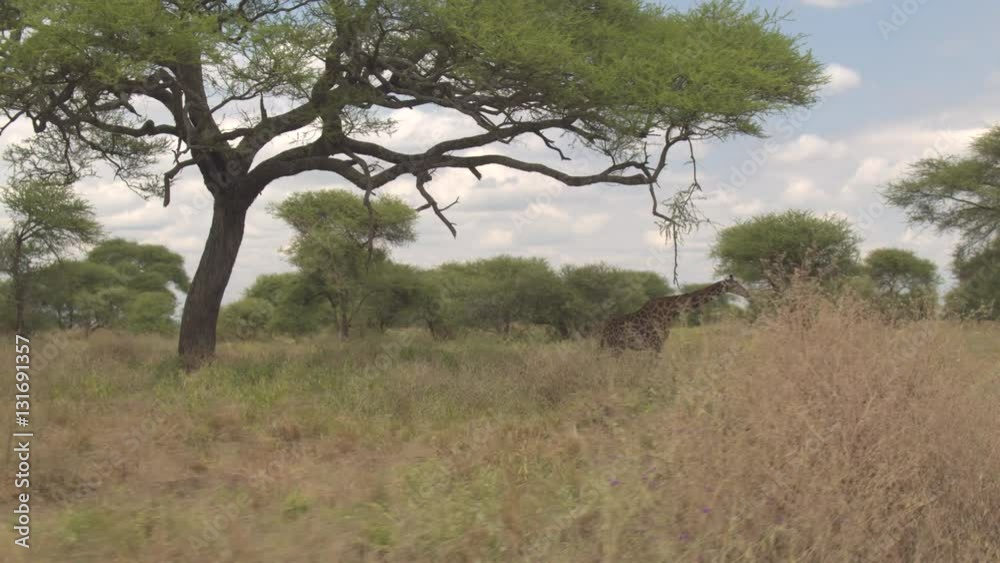 CLOSE UP: Wild giraffes chilling out in shade of trees in hot savannah grazing CLOSE UP: Wild giraffes chilling out in shade of trees in hot savannah grazing