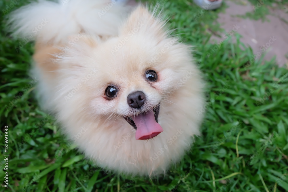 smiling dog smiling dog