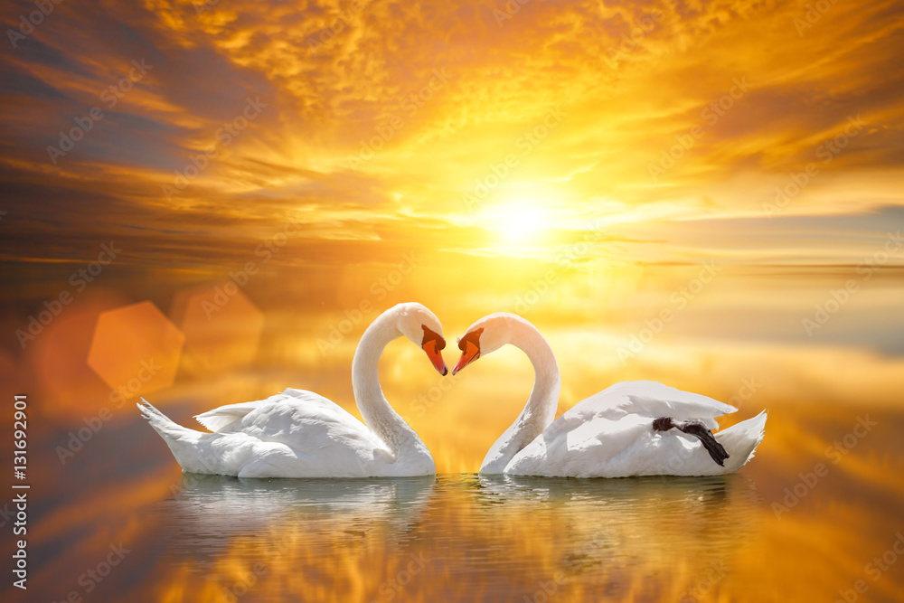 Naklejka premium piękny biały łabędź w kształcie serca na zachodzie słońca nad jeziorem. Koncepcja ptaka miłości