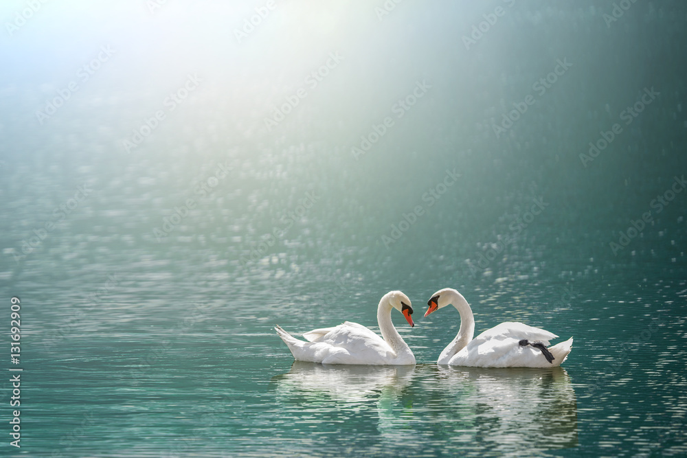 Naklejka premium beautiful white swan in heart shape on lake in flare light .Love bird and Valentine's day concept