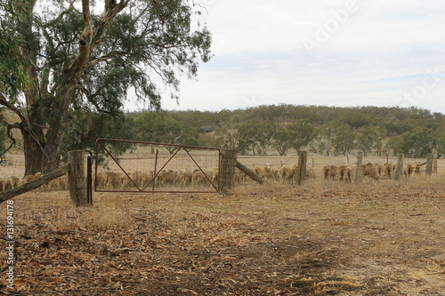 Sheep in a paddock in rural Australia