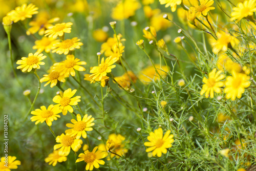 The yellow flower in the garden.