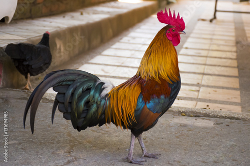 A colorful cock is walking on the floor.