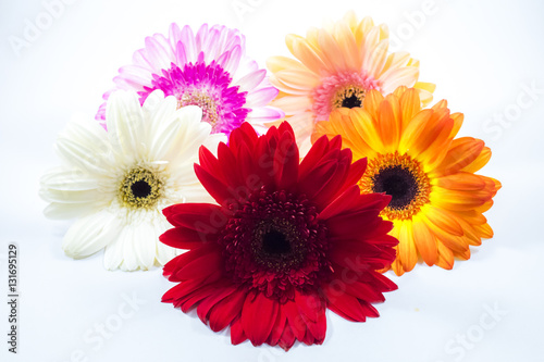 Beautiful colorful flower on white background.