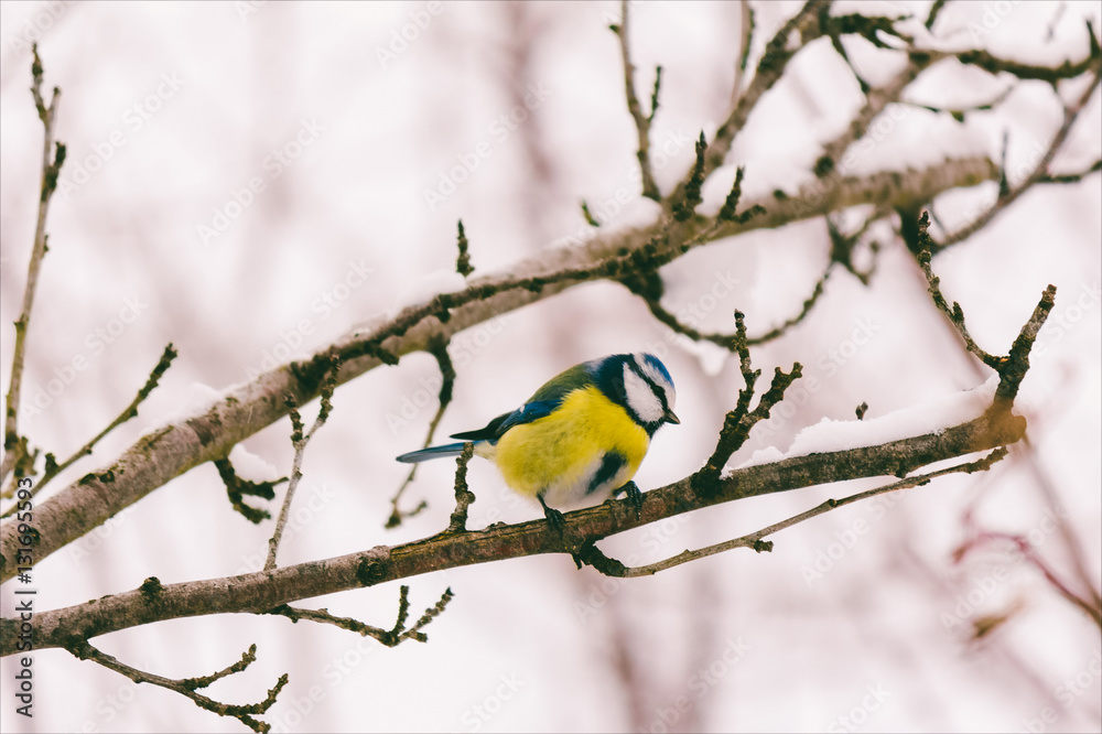 young bird chickadee with blue feathers on a tree branch. tinted photo