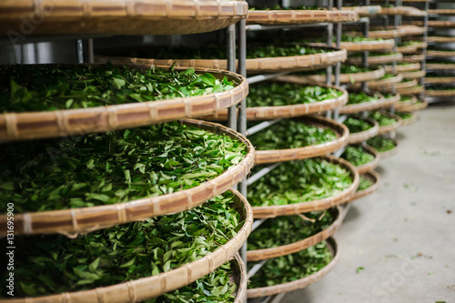 Asia culture concept image - view of fresh organic tea bud & leaves on bamboo basket in Taiwan, the process of tea making