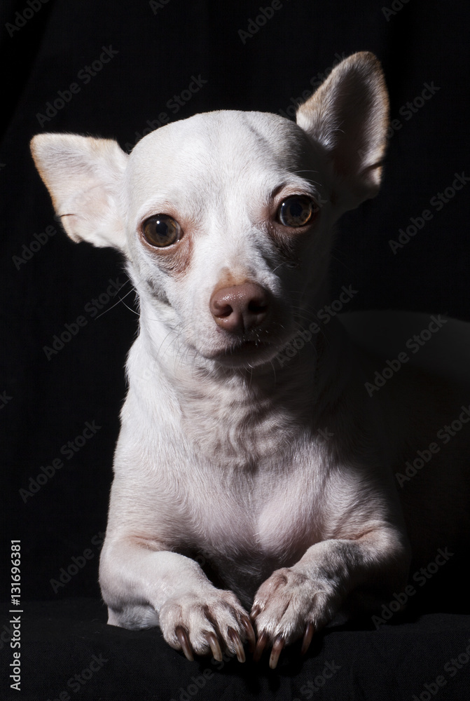 Chihuahua Portrait Chihuahua Portrait