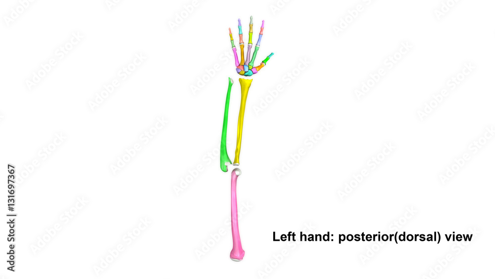 Left Hand full posterior(dorsal) view