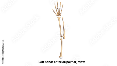 Left Hand full anterior(palmer) view