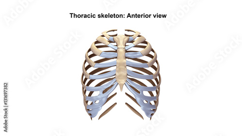 Thoracic Skeleton Anterior view