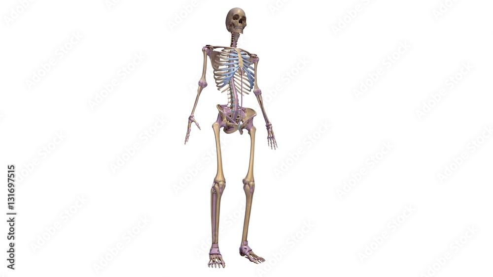 Skeleton with ligaments Skeleton with ligaments